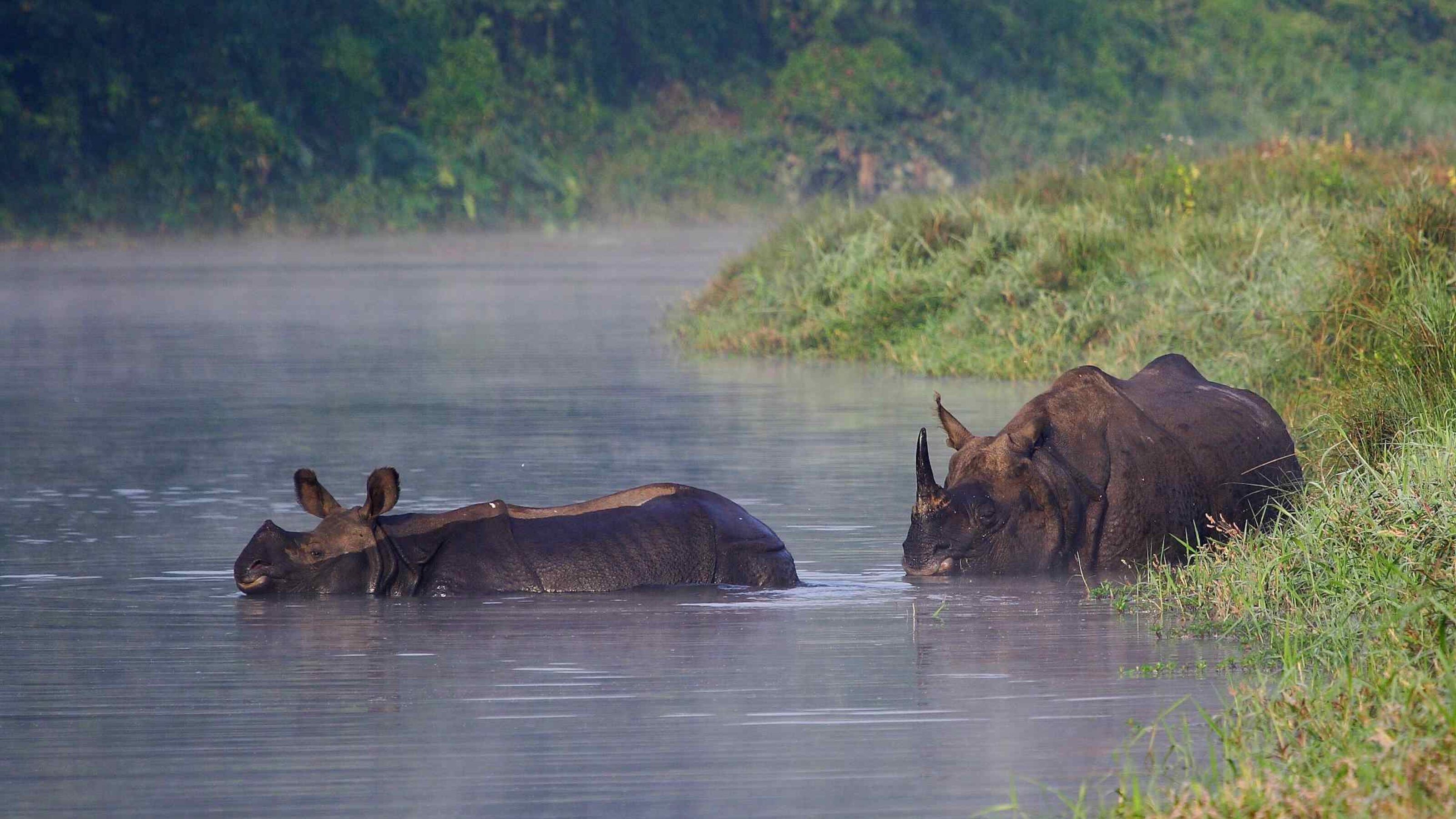 Indian rhinos in Chitwan National Park, Nepal.