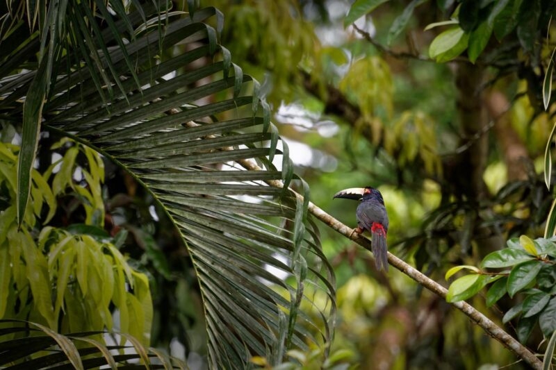 A toucan on a branch in Puerto Viejo, Costa Rica