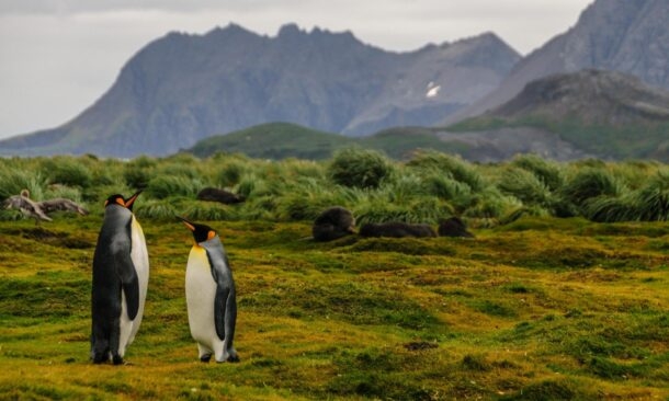 Antarctica, The Falklands and South Georgia Discovery