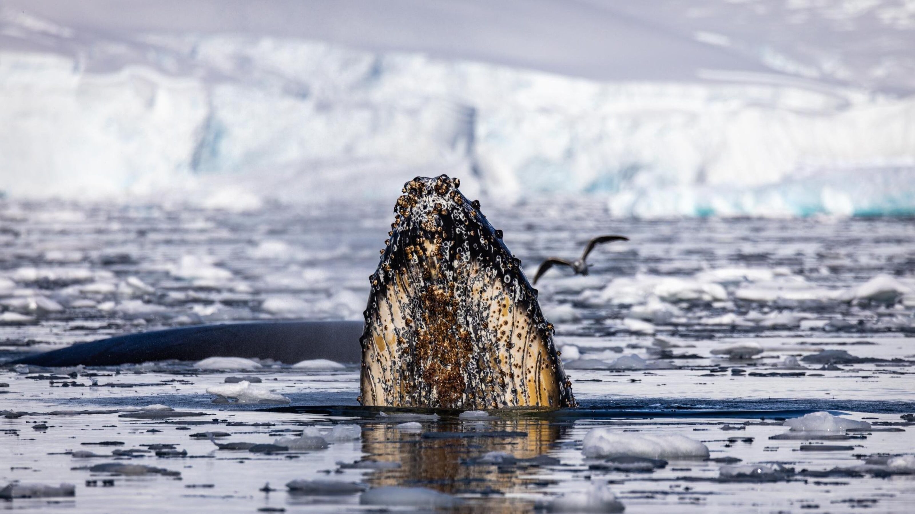 Whale breaching its head in Antarctica.