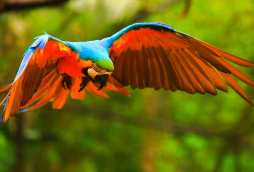 A Bengal tiger cools off in a river in Ranthambore tiger reserve, a Sri Lankan leopard keeps a lookout from a tree and a blue and yellow macaw flies through the Brazilian Amazon