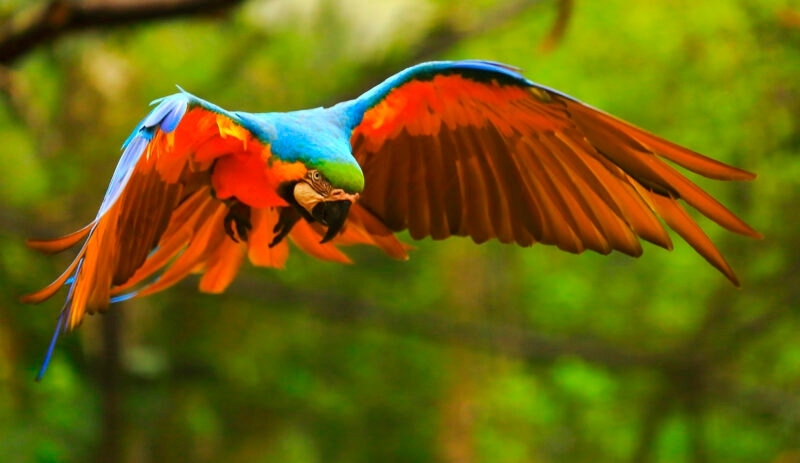 Blue and yellow macaw tropical BIRD flying