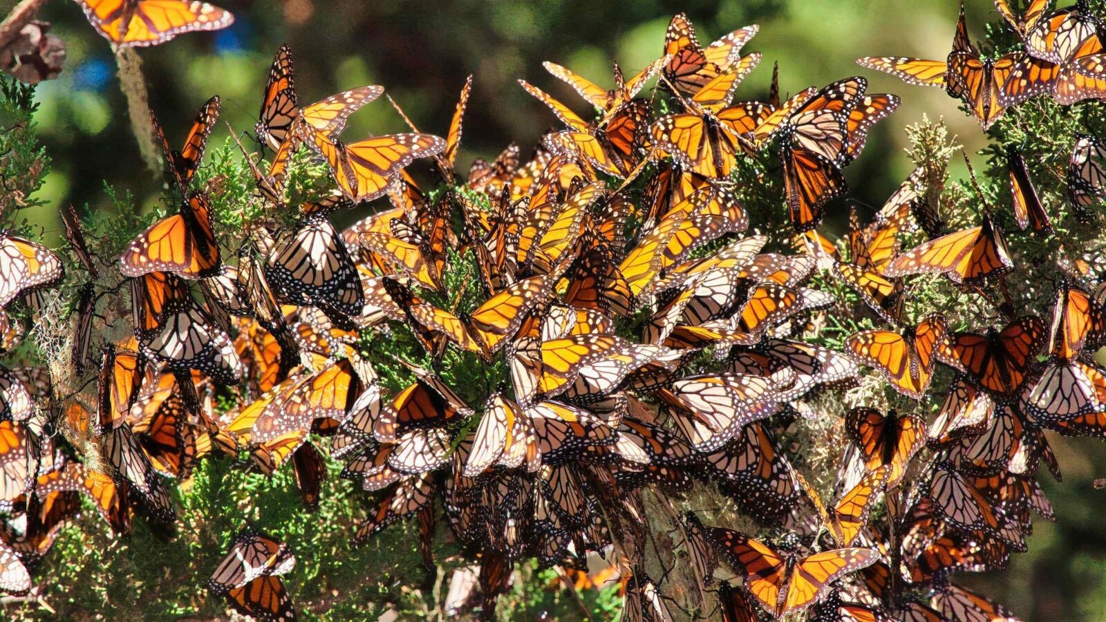 Close up view of Monarch butterflies in Mexico