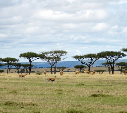 Animals spotted among the greenery on safari in Africa