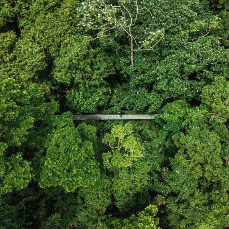 Aerial view of a hanging bridge suspended between trees in the Costa Rican jungle