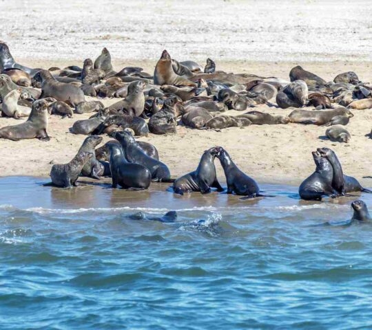 A colony of seals in Walvis Bay, Namibia