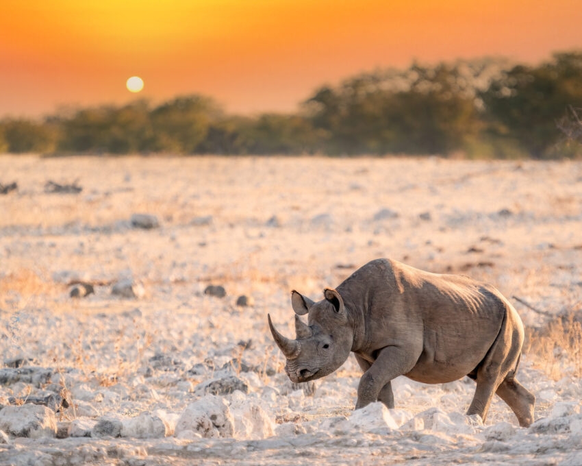 A black rhinoceros in a rocky desert landscape at sunset during Namibia and Botswana Luxury Safaris.