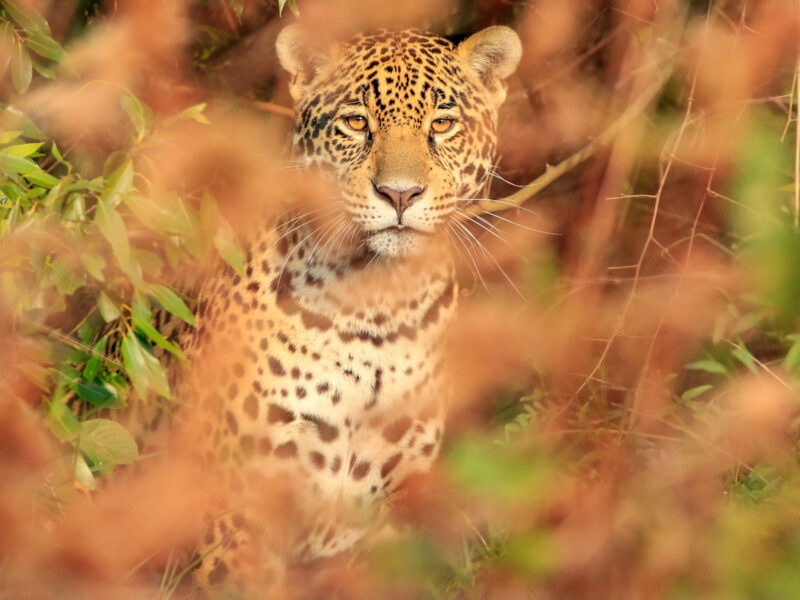 A jaguar photographed through foliage in the wetlands