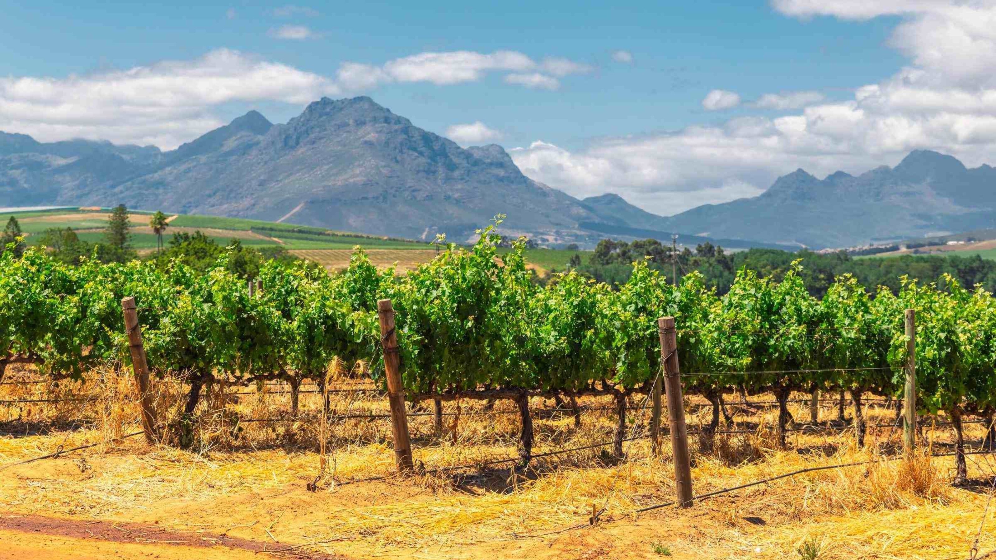Vineyard and the mountains in Franschhoek town in South Africa.