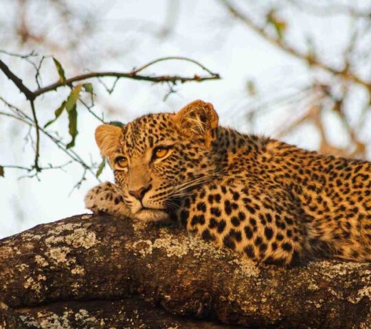 A leopard resting on a tree branch in Sabi Sands.
