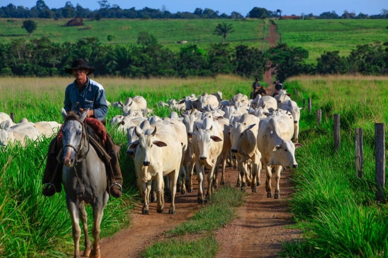 Horse-riding rancher on a farm in Para State, Amazon Brazil