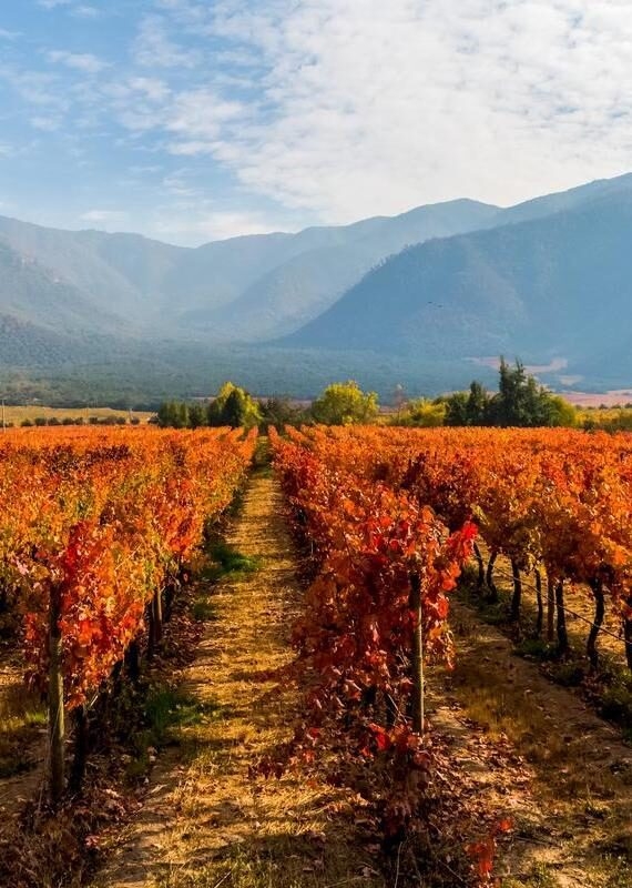 Vineyards and wineries in Chile - Valle Central Santiago district. Vineyards and wine fields in Chile - Valle Central Santiago district vineyard, winery, vine, chile, wine, nature, landscape, grape, agriculture, summer, sky, tourism, valley, leaf, country, green, white, plant, farm, growth, viticulture, harvest, grapevine, south, america, field, vineyards, background, rural, view Vineyards and wine fields in Chile - Valle Central Santiago district