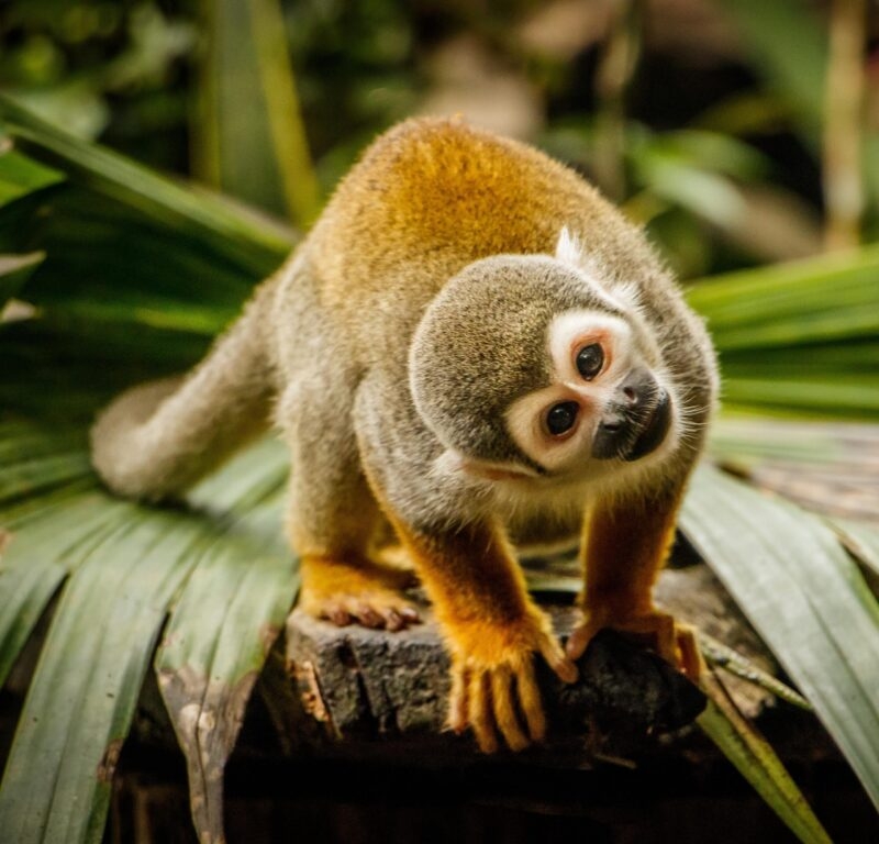 Close-up of a squirrel monkey looking at the camera, a common sight on luxury Ecuador trips.