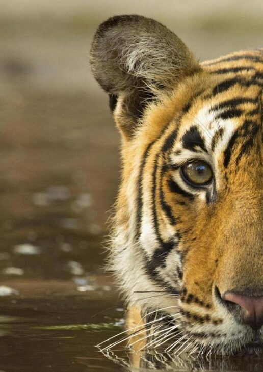 A Bengal tiger cools off in a river in Ranthambore tiger reserve, a Sri Lankan leopard keeps a lookout from a tree and a blue and yellow macaw flies through the Brazilian Amazon
