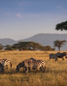 An Incredible Private Safari in Kenya and Tanzania