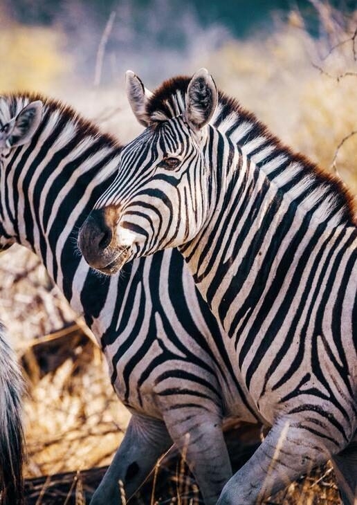 Zebras in the Makgadikgadi Pans, a chimpanzee in Mahale National Park, and a mother and baby gorilla in Volcanoes National Park.