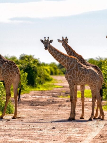 The Best Walking Safaris in Africa
