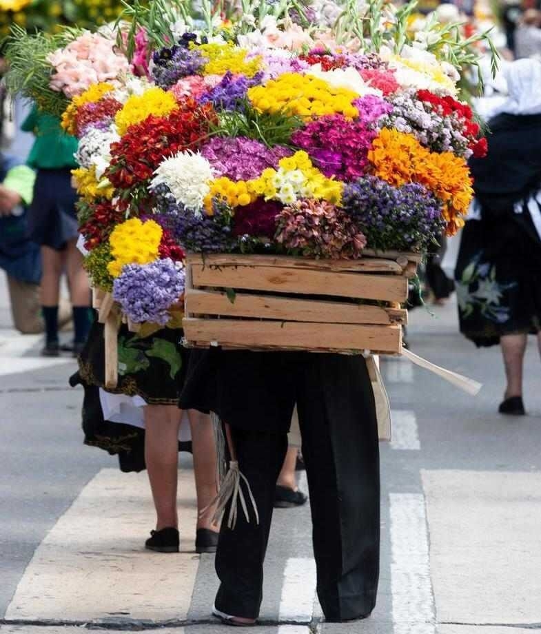 Medellín flower festival and a majestic humpack whale breaching