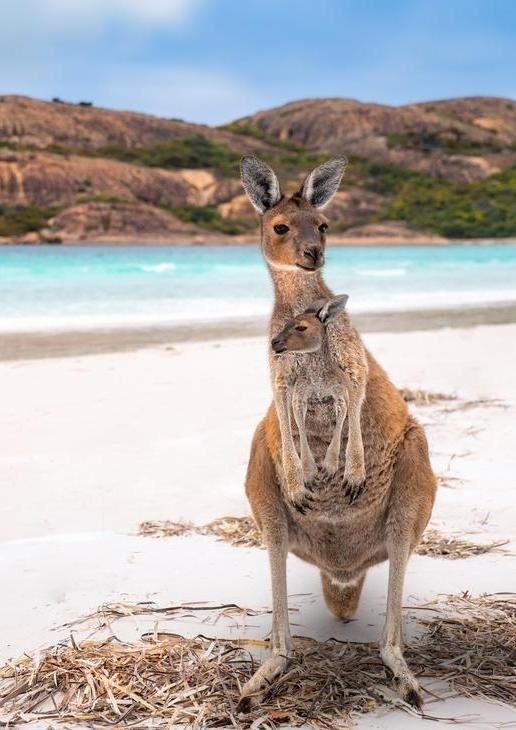A mother and baby kangaroo on Kangaroo Island, ancient rock art in Kakadu National Park, and the Milky Way seen over the Outback