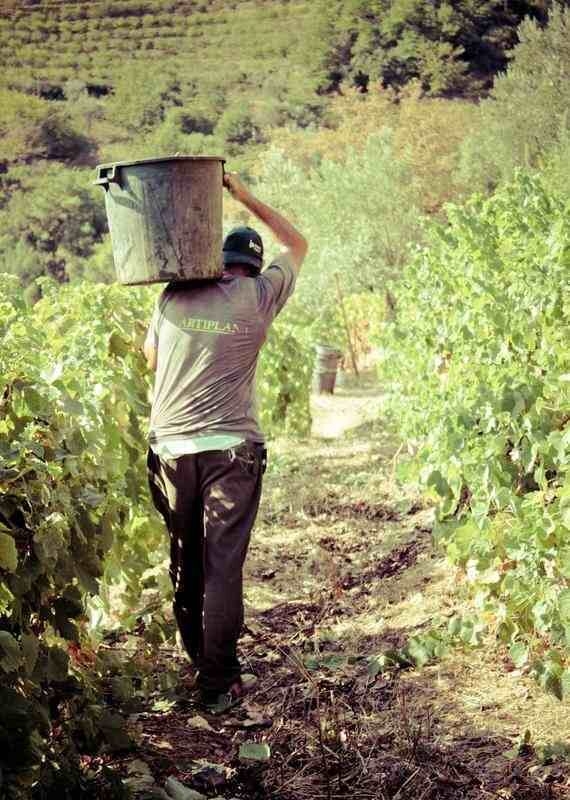 A man carrying a bucket of grapes from the wine harvest in the Douro Valley
