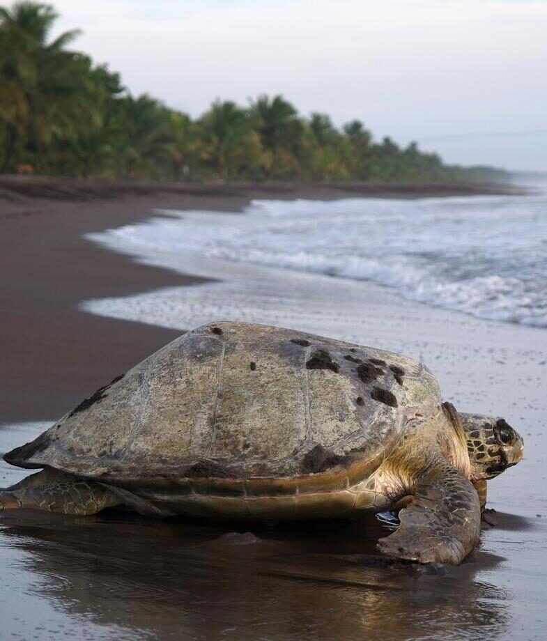 An aerial view of Manuel Antonio National Park in Quepos and a green sea turtle on the beach in Tortuguero.