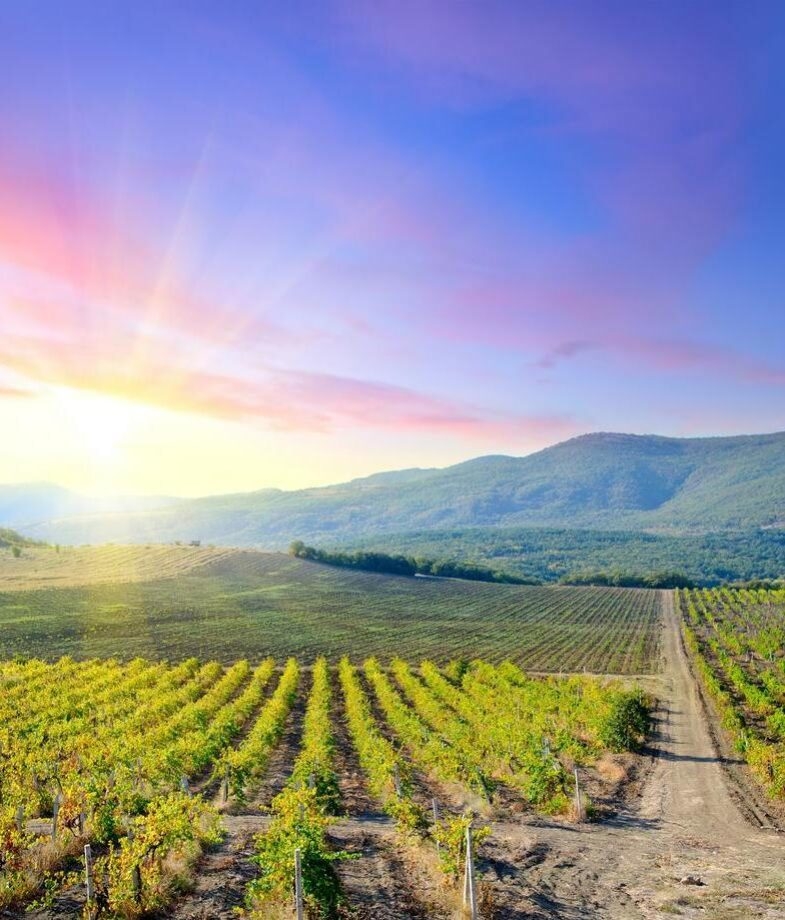 Vineyards in the Barossa Valley, and sunrise at Bondi Beach