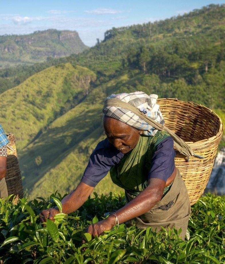A woman cooking and selling street food in Vietnam, and a woman picking fresh tea leaves in Sri Lanka