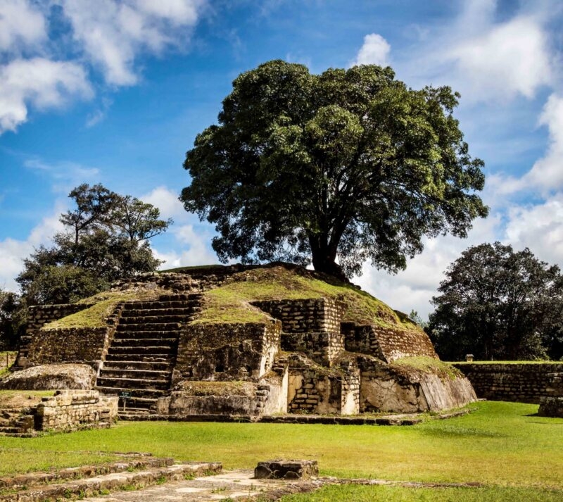 A stepped grass-covered Mayan pyramid with a large tree growing from its side, seen during luxury central america tours.
