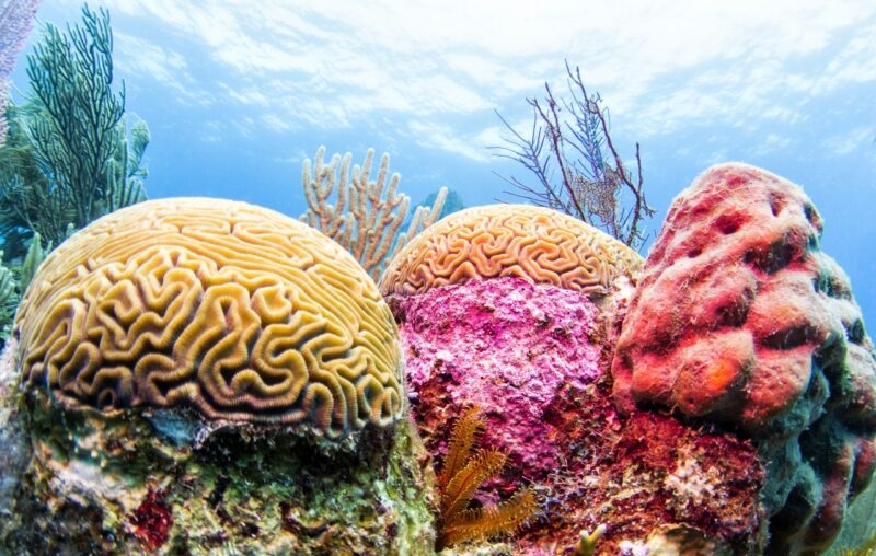 Close-up of yellow brain coral and colorful sea sponges in a clear blue ocean on luxury central america tours.