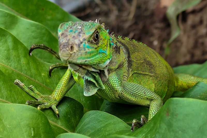 A close-up of a bright green iguana with scaly skin perched on large green tropical leaves.