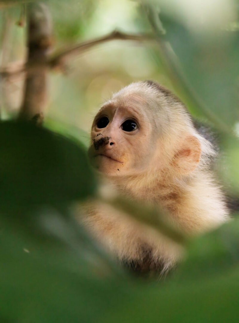 A small white-faced capuchin monkey looking up through green leaves on luxury central america tours.