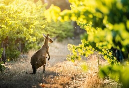 Uluru rising from the desert plains, a kangaroo wandering through vineyards in Adelaide Hills and the first light over Wineglass Bay in Tasmania’s Freycinet National Park.