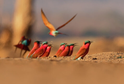 Watch for hippos in the Chobe river, see colourful migrating birds and spot baby animals, including wildebeest