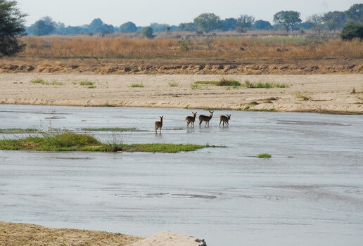 Puku antelopes grazing in Kafue National Park, private dining at King Lewanika Lodge with the vast Liuwa Plain in the background, and an aerial view of the Luangwa River in North Luangwa National Park.