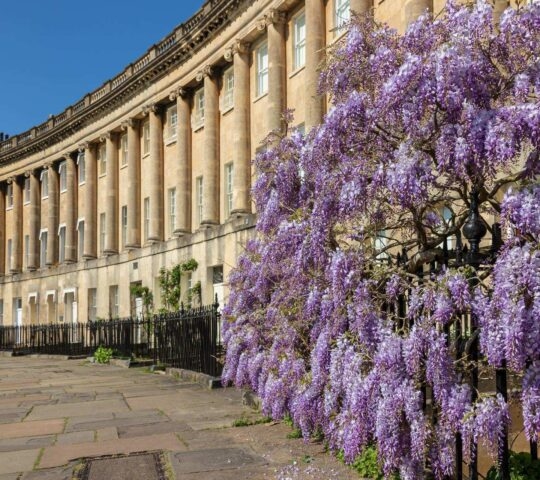 Purple wisteria blooming outside houses on Bath's Royal Crescent