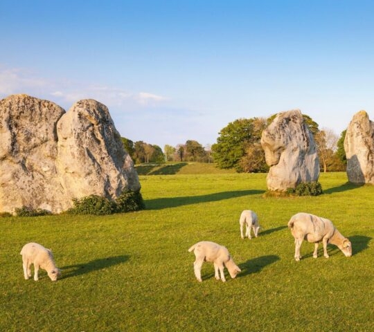 Sheep grazing in front of the monoliths at Avebury stone circle