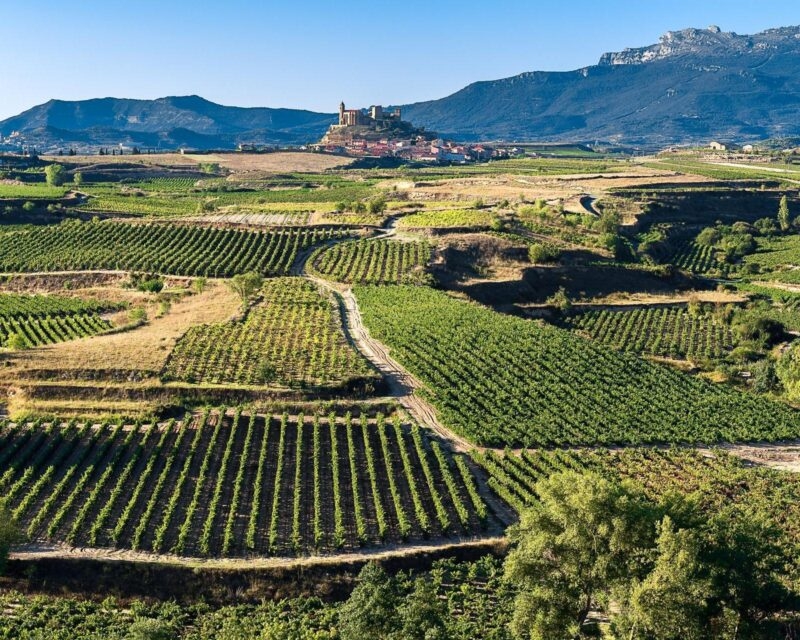 Vineyard San Vicente de la Sonsierra as background La Rioja Spain