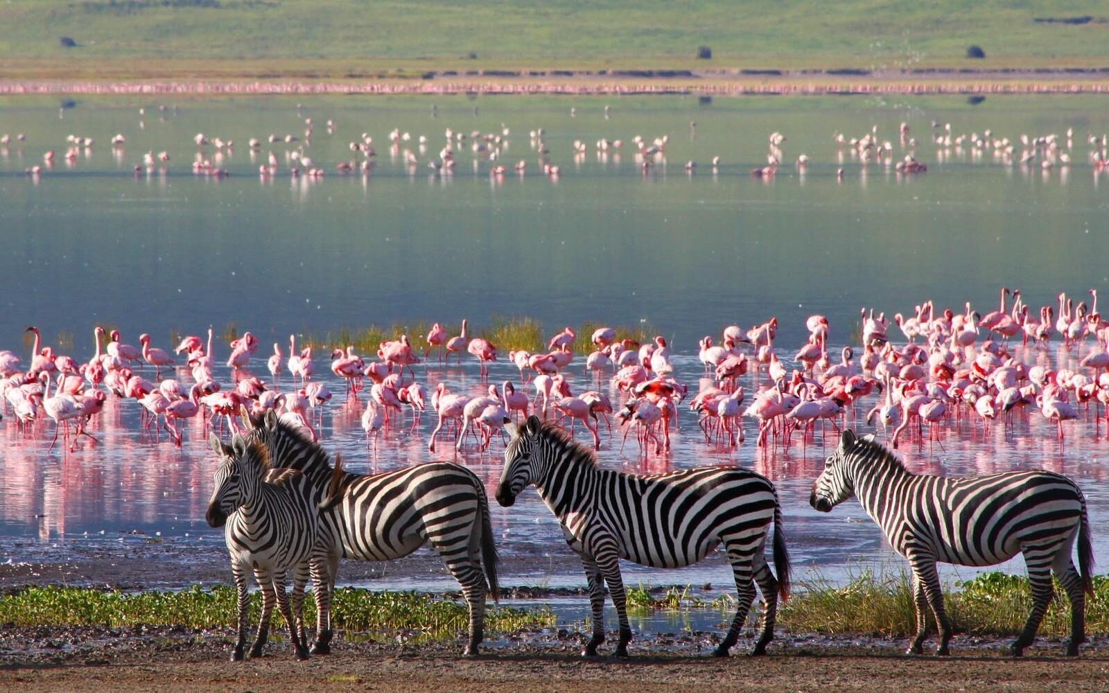 In summer, Tanzania’s Ngorongoro Crater fills with dense concentrations of wildlife, including zebras and flocks of flamingos.