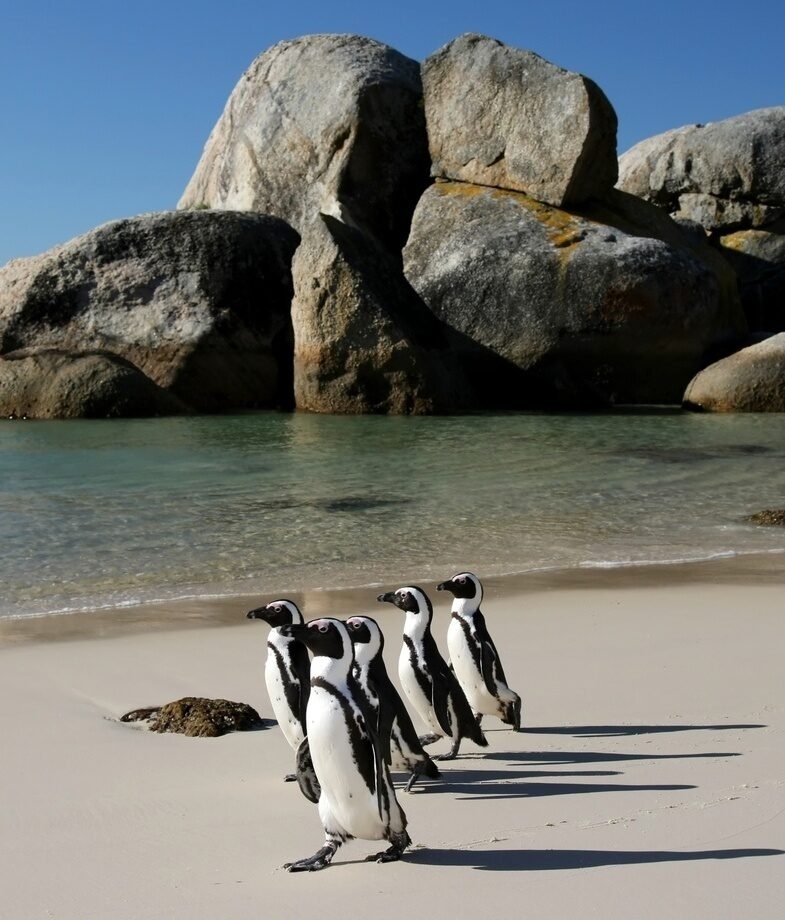 African Penguins at Boulders Beach