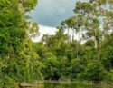Rainforest in Kinabatangan River Borneo