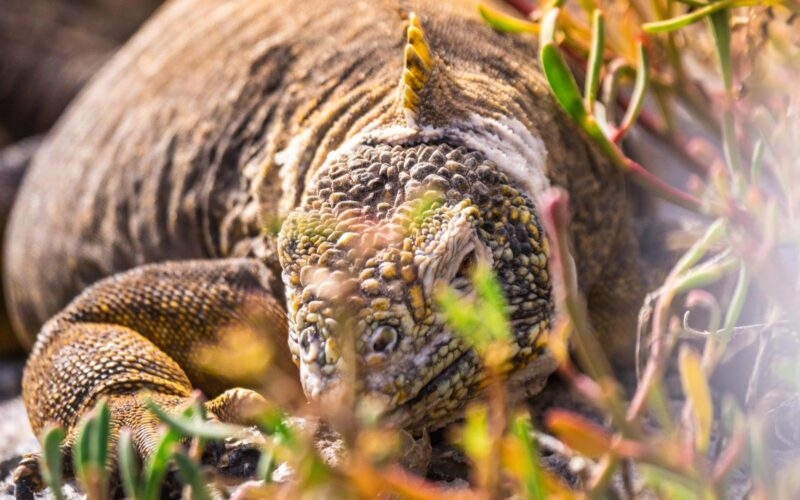 An iguana on Islas Plaza in the Galapagos islands is one of our best places to visit in 2026