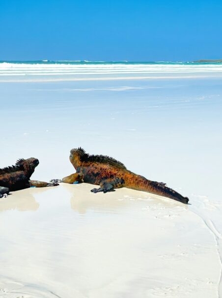 A Guide to the Wildlife of the Galápagos Islands