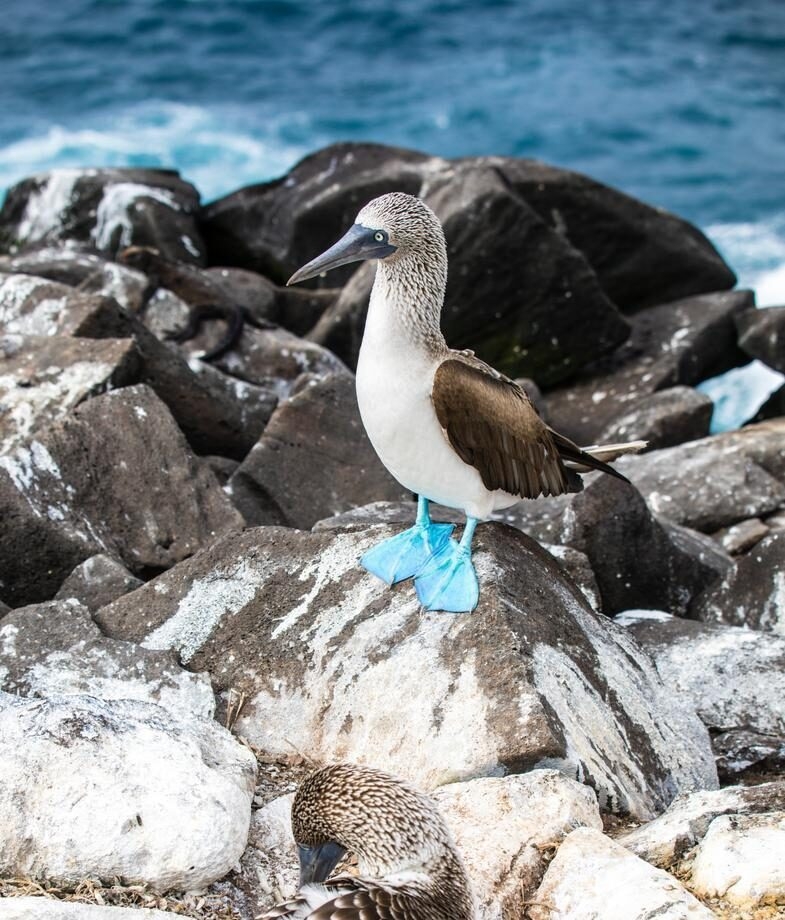 A sloth hangs in a tree in Costa Rica and a blue-footed booby stands on a rocky outcrop off the coast of Isabela Island in the Galápagos Islands