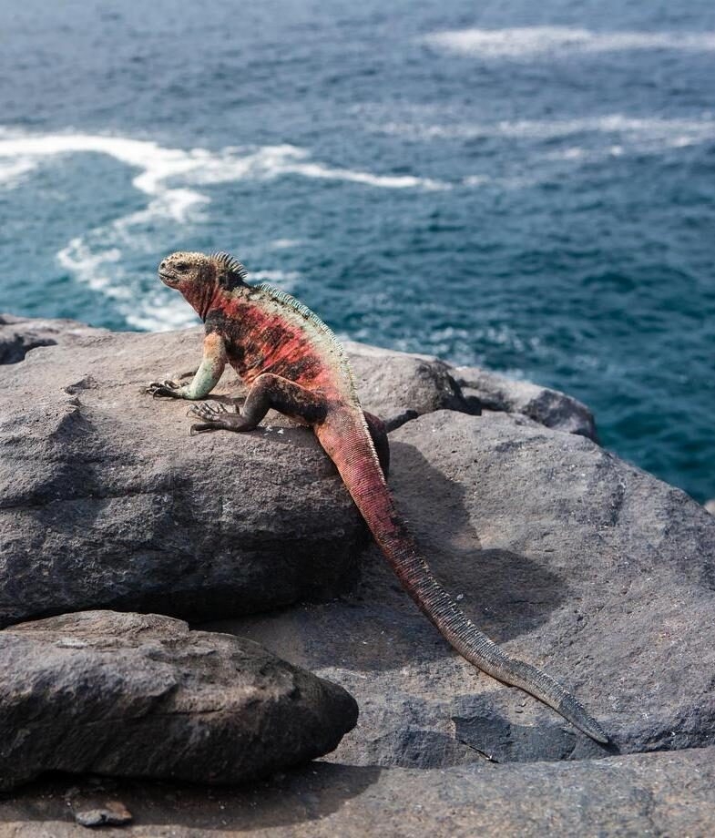 spotting the distinctive marine iguana of Española Island basking above the Pacific Ocean.