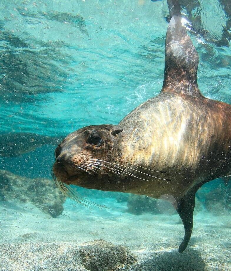 A sea lion glides by as you snorkel, and not far away a marine iguana basks on black volcanic rocks, soaking up the Galápagos sun.