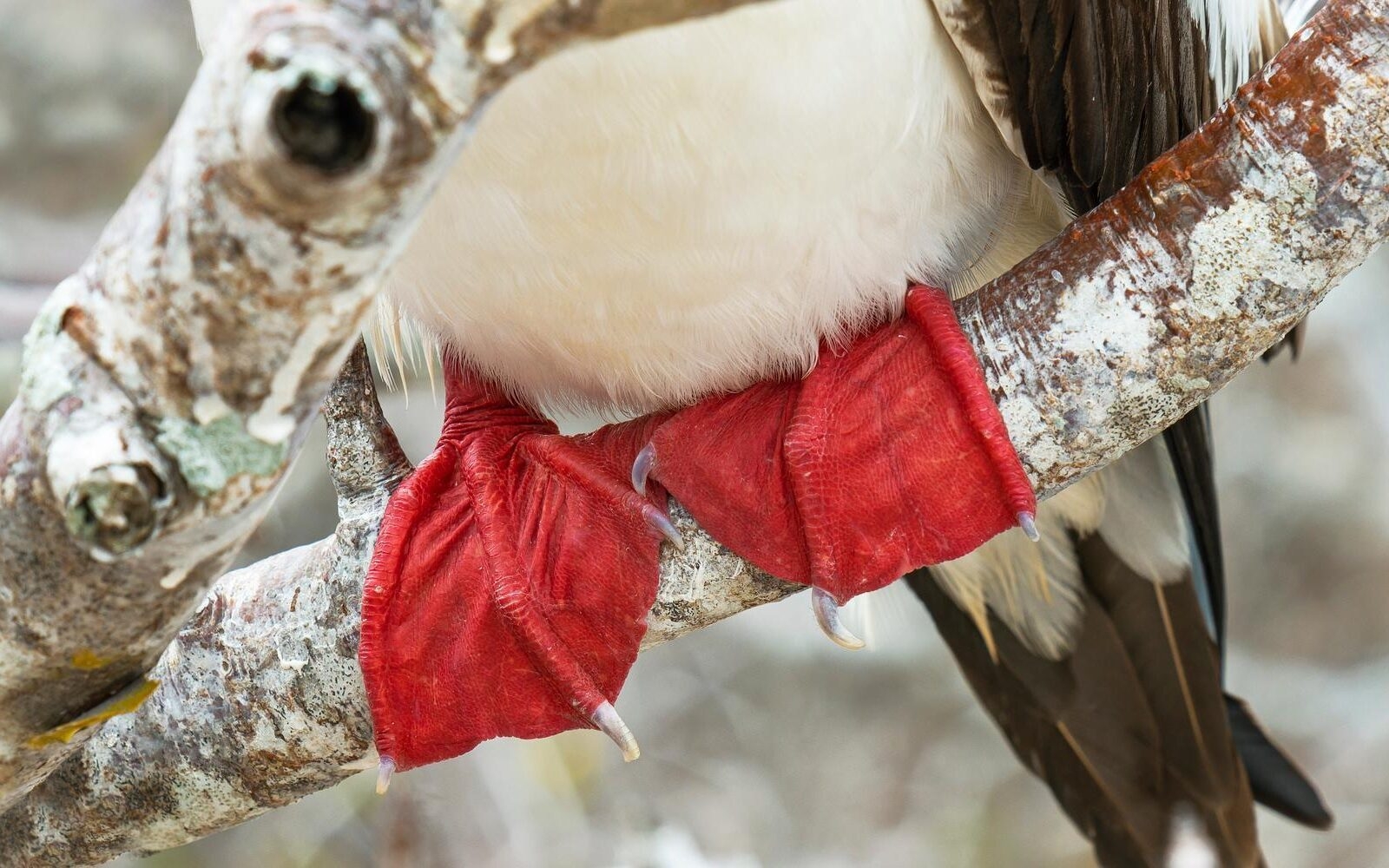 A close-up of the red-footed booby captured on the bird-filled Genovesa Island.