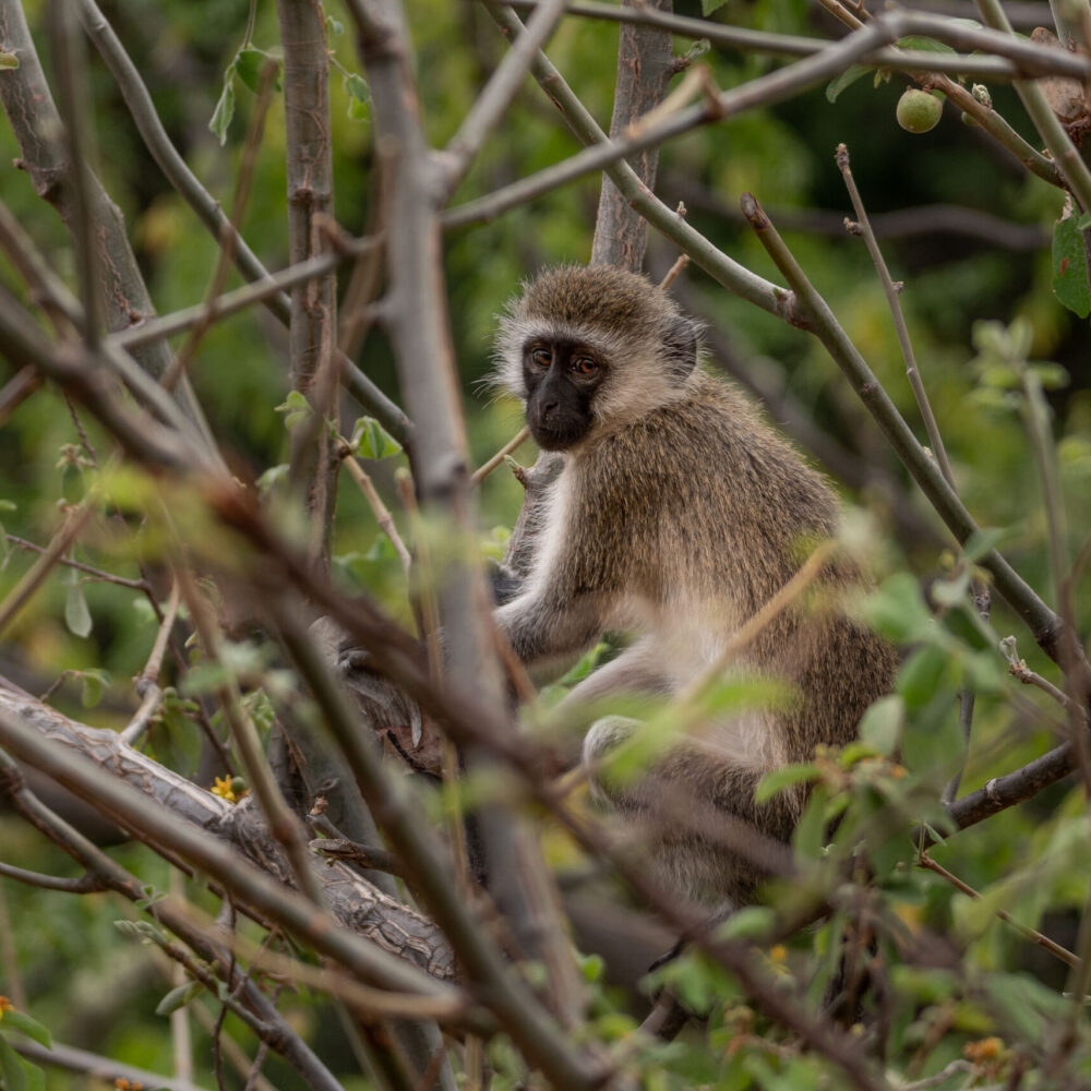A monkey perched in the trees at Sarara Treehouses.