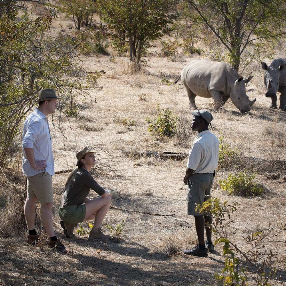 A couple and a guide observing two white rhinos.