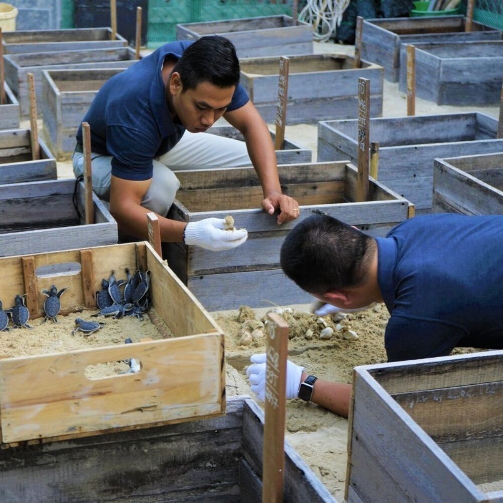 Two men looking after turtle hatchlings at Six Senses Con Dao