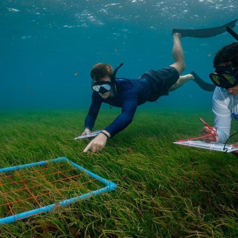 Two people diving to measure seagrass at Six Senses Laamu
